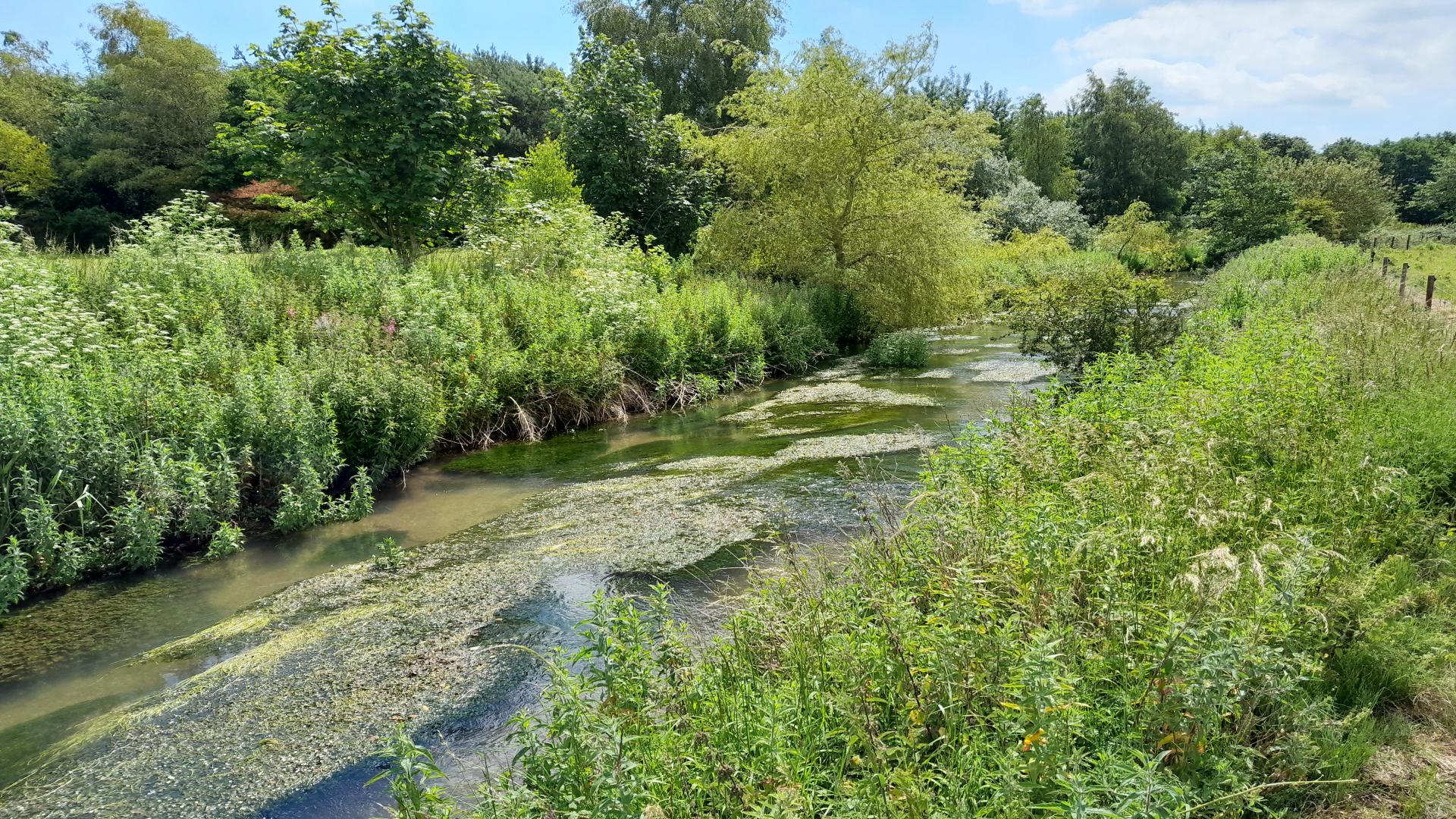 wildlife, nature, natural, water, stream, chalk