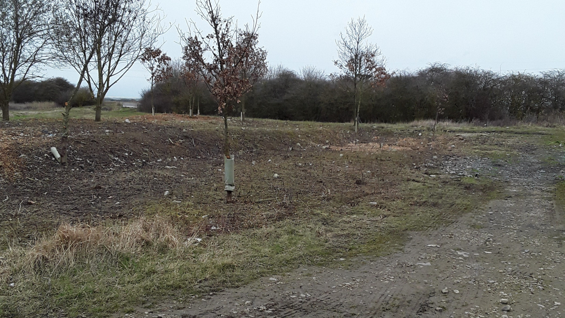 An empty area with new trees planted