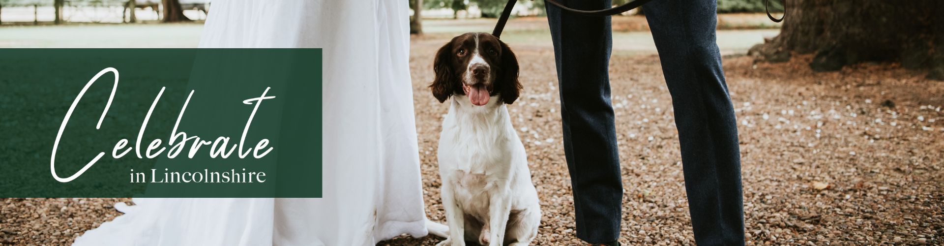 A spaniel sat in between a bride and groom