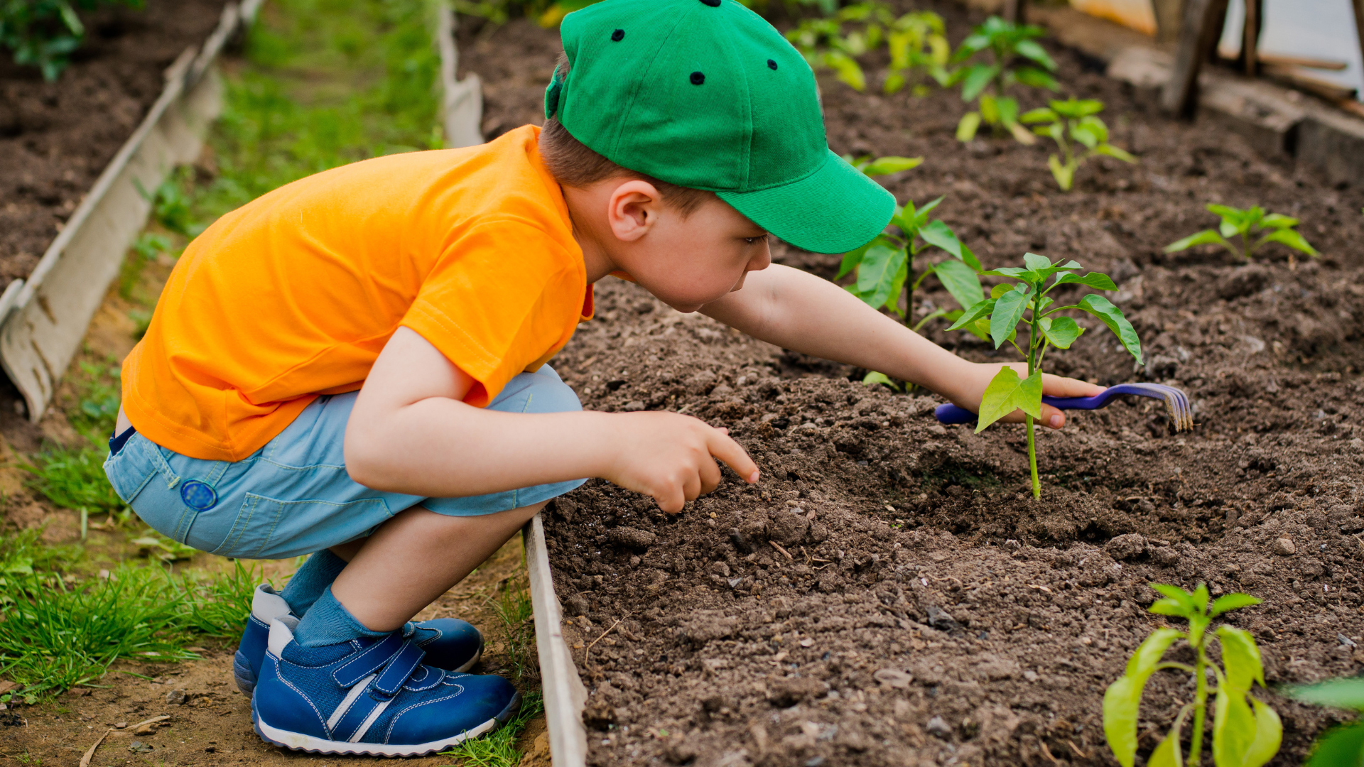 A child digging in an allotment