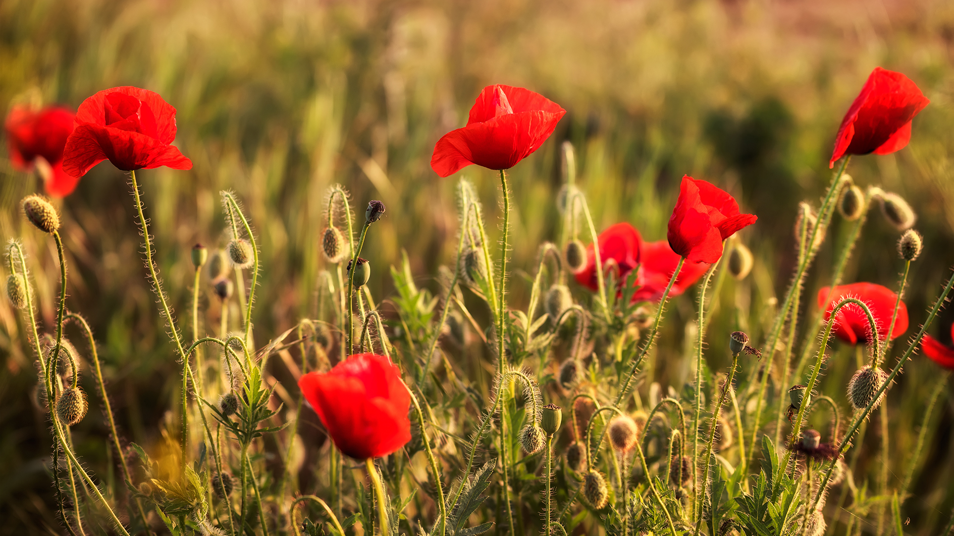 We will remember them: committed to supporting Lincolnshire Remembrance ...